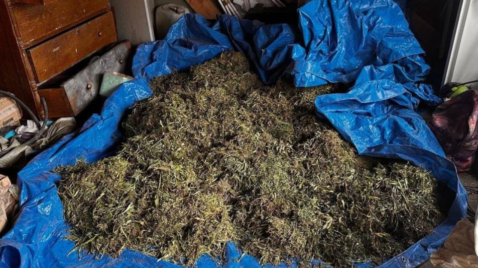 В Приамурье полицейские уличили жителя села Нижняя Полтавка в заготовке более центнера марихуаны