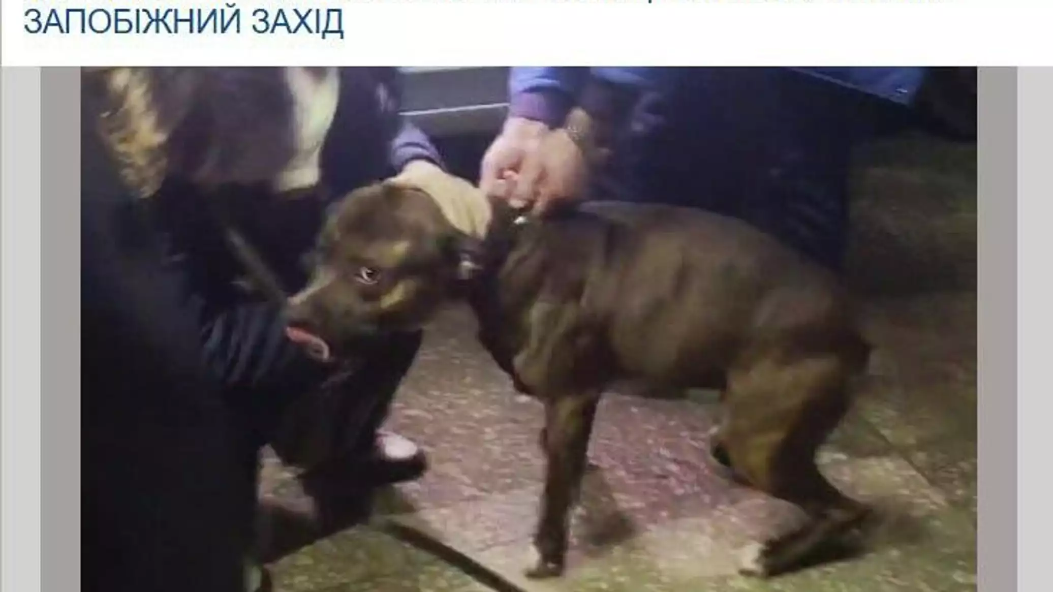 Владельца собаки, покусавшей полицейских в Полтаве, отправили под домашний арест