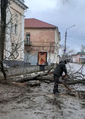 В Феодосии из-за сильного ветра упали деревья в разных районах города